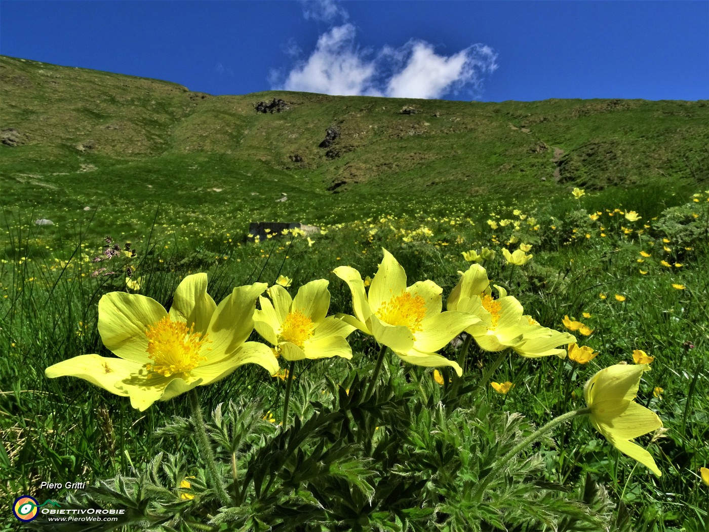 18 Estese fioriture di Pulsatilla alpina sulphurea (Anemone sulfureo) sul sent. 109 unificato sol 101.JPG